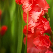 Red, gladiolus