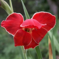 Red, gladiolus