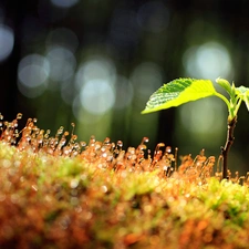 glamour, Close, Moss, drops, plant