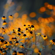 Yellow, Rudbeckia, glamour, Flowers