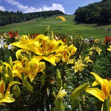 gliders, lilies, Meadow