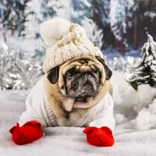 Gloves, pug, Hat, viewes, sweater, dog, White, winter, trees, Red