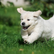 grass, Puppy, Golden Retriever