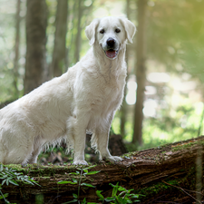 White, Golden Retriever, trunk, dog