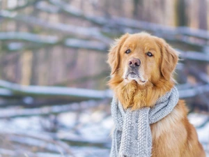 Golden Retriever, Scarf