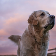 Golden Retriever, Sky