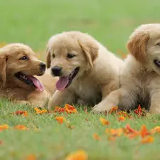 grass, Leaf, puppies, Golden Retriever, Three