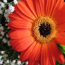 Gerbera, Goose