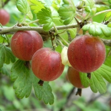 gooseberry, Red, Fruits
