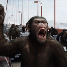 bridge, monkey, gorillas, cars