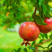 Garden, Fruits, Granatu, trees