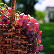 basket, Grapes