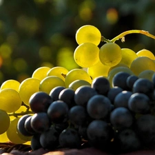 Grapes, White, Black