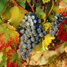 grapes, Mature, bunches