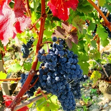 summer, Black, Grapes, grape-vine