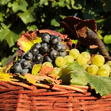 Grapes, basket, wicker