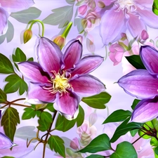 graphics, Flowers, Clematis