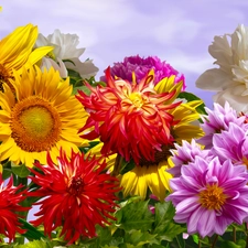 peony, graphics, dahlias, Sunflower, Flowers