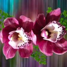 graphics, Flowers, orchids