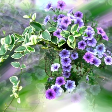 graphics, Flowers, petunias