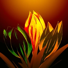 Tulips, graphics