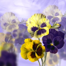 pansies, graphics, Violet, Yellow, Flowers