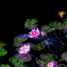 graphics, lilies, water