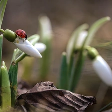 ladybird, leaf, background, blades, fuzzy, snowdrops, Flowers, grass