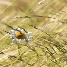 grass, blades, White, Colourfull Flowers, Daisy