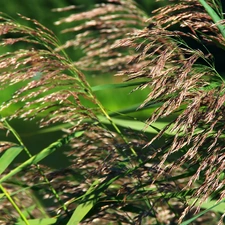 blades, grass