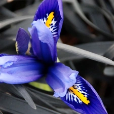 blue, Gray, grass, iris