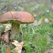 Leaf, Boletus edulis, grass