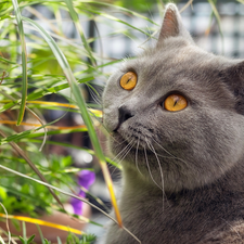 British Shorthair Cat, grass