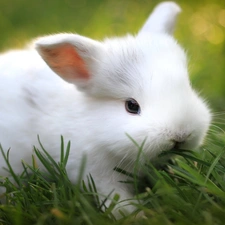 Bunny, grass