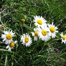 grass, Meadow, daisy