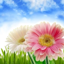 Two cars, Sky, grass, gerberas