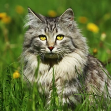 Eyes, grass, cat, honey, sitter