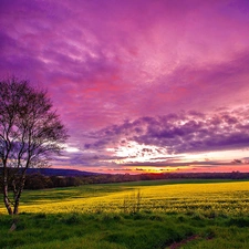 grass, trees, clouds