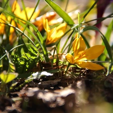 grass, Yellow, crocuses