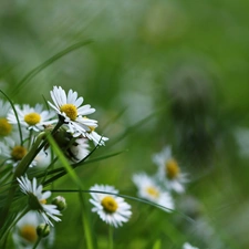 daisies, Flowers, grass, White
