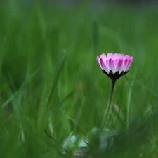 daisy, flakes, grass, Pink