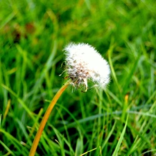 dandelion, grass