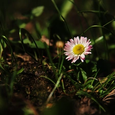 Colourfull Flowers, daisy, grass