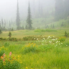 Flowers, trees, summer, viewes, Meadow, grass, Fog