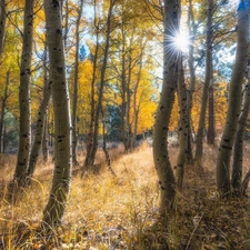 trees, autumn, birch, grass, viewes, forest