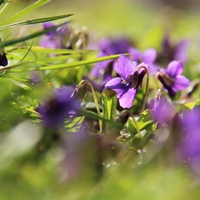 Spring, fragrant violets, grass