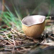 grass, Mushrooms, Gills