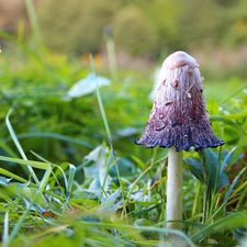 grass, Mushrooms, Hat