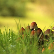 grass, mushroom, hats