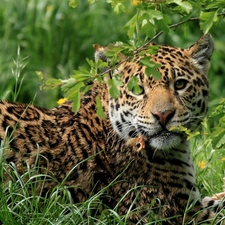 Jaguar, grass